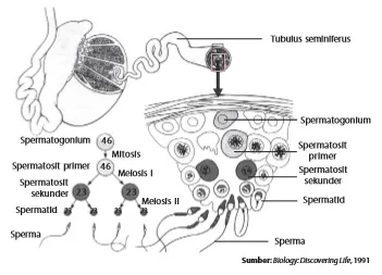 Spermatogenesis