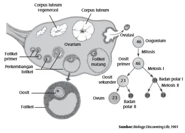Oogenesis terjadi di ovarium