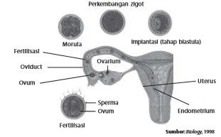 Fertilisasi terjadi di tuba Fallopi