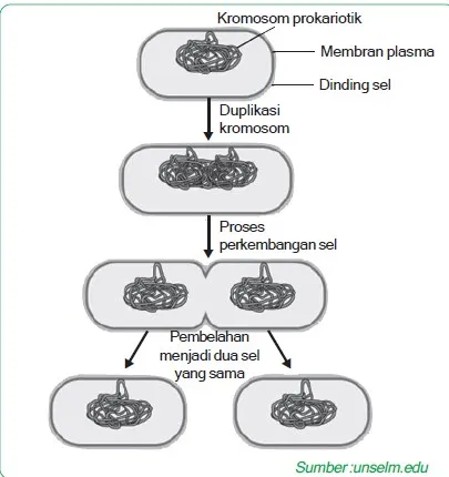 pembelahan biner streptococcus faecalis 5644jhhaj