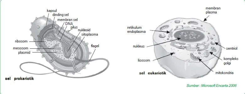 perbedaan prokariotik dengan eukariotik