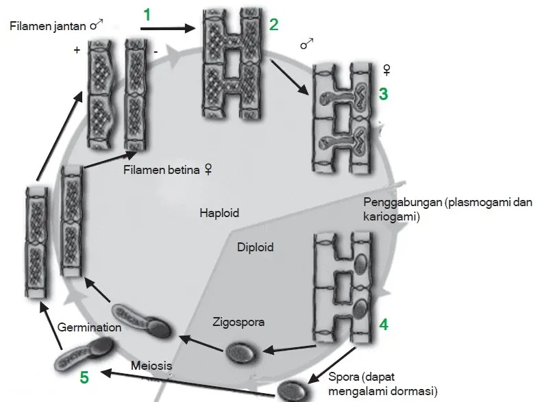 reproduksi spirogyra polkj4587