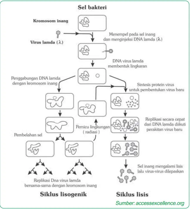 reproduksi virus dengan mekanisme siklus lisogenik