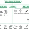 Sistem 5 Kingdom 54555656