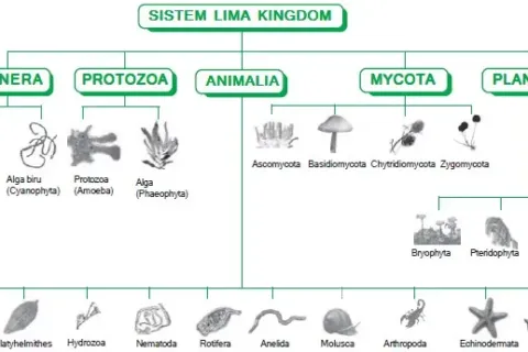 Sistem 5 Kingdom 54555656