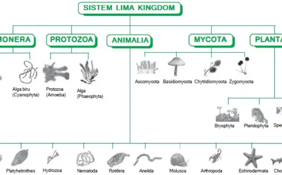 Sistem 5 Kingdom 54555656