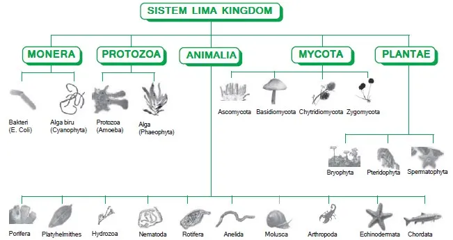 sistem 5 kingdom 54555656
