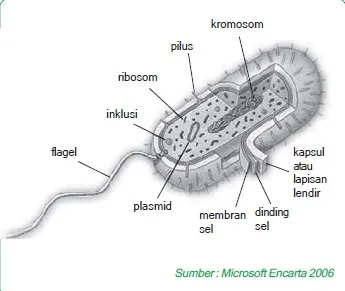struktur monera