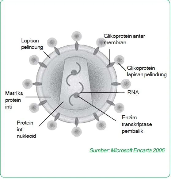 struktur virus aids