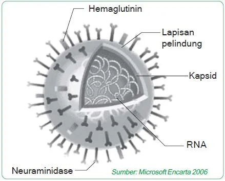 virus influenza