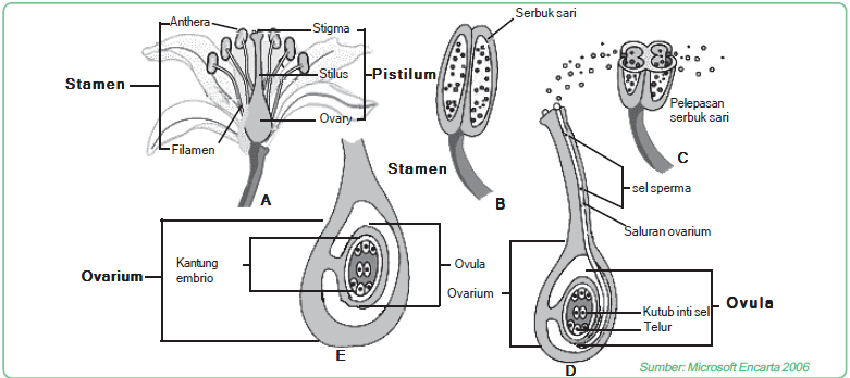 Reproduksi generatif pada satu organisme tertentu (misal: fertilisasi)