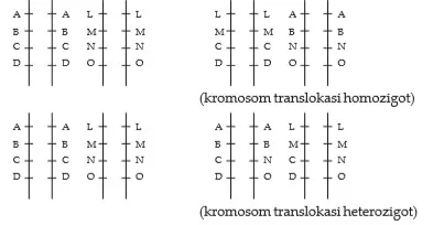 Translokasi