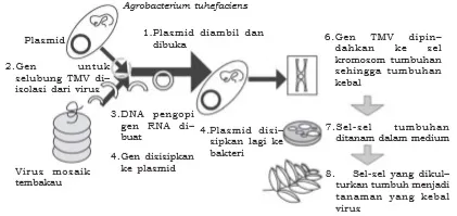 Proses rekayasa tanaman tembakau tahan TMV
