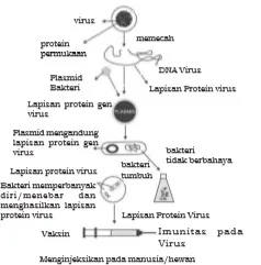 Proses pembuatan vaksin melalui rekayasa genetika