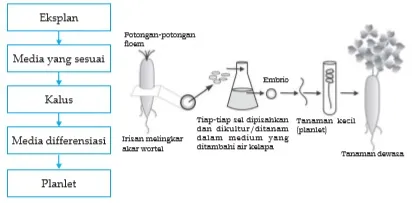 Tahapan kultur jaringan pada wortel