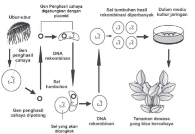 Proses rekayasa genetika tanaman bercahaya