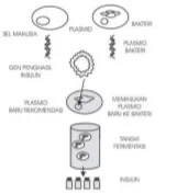 Proses rekayasa genetika hormon insulin