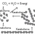 Bio12 Gambar Bab 3 Gambar 3.1