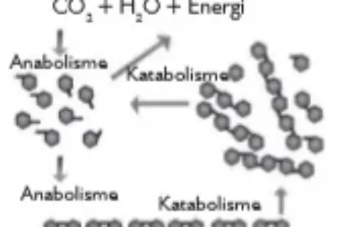 Bio12 Gambar Bab 3 Gambar 3.1