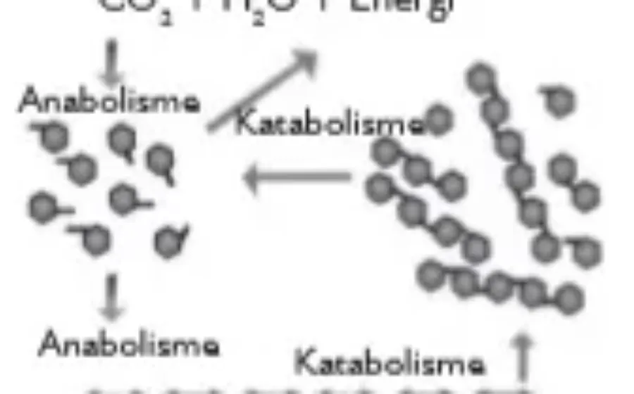 Bio12 Gambar Bab 3 Gambar 3.1