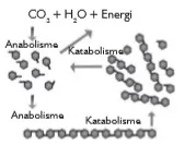bio12 gambar bab 3 gambar 3.1