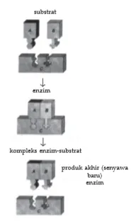bio12 gambar bab 3 gambar 3.3
