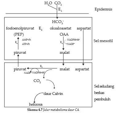 bio12 gambar bab 4 gambar 4 7 1