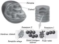 bio12 gambar bab 4 gambar 4 7