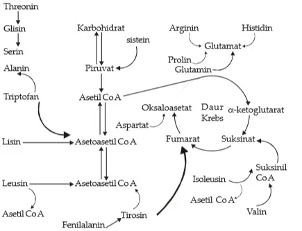 Hubungan metabolik asam amino