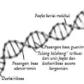 Bio12 Gambar Bab 6 Gambar 6 1