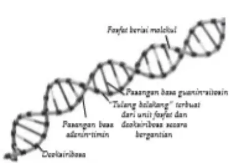 Bio12 Gambar Bab 6 Gambar 6 1