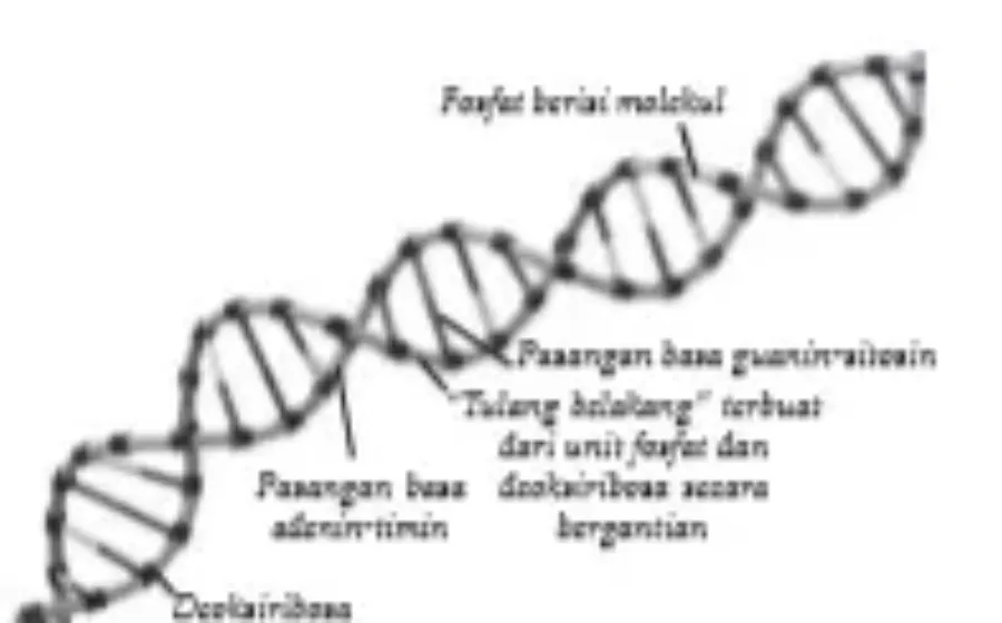 Bio12 Gambar Bab 6 Gambar 6 1