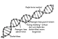 Struktur DNA