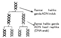 Teori konservatif dna