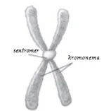 Susunan kromosom