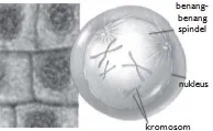 Profase