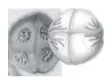 Telofase II
