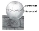 Metafase