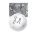 Profase I