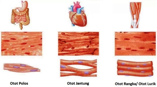 Jenis Otot