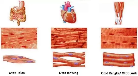 Jenis Otot