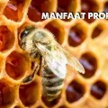 Beragam Manfaat Propolis Untuk Kesehatan Yang Perlu Diketahui