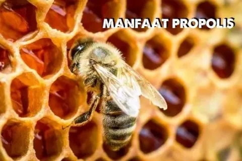 Beragam Manfaat Propolis Untuk Kesehatan Yang Perlu Diketahui