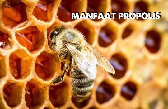Beragam Manfaat Propolis Untuk Kesehatan Yang Perlu Diketahui