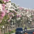 Mengenal Tabebuya, Manfaat Dan Cara Merawatnya Yang Perlu Diperhatikan