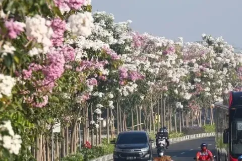 Mengenal Tabebuya, Manfaat Dan Cara Merawatnya Yang Perlu Diperhatikan
