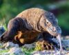 Menelusuri Keunikan Fauna Indonesia Timur Kekayaan Alam Sulawesi dan Nusa Tenggara