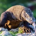 Menelusuri Keunikan Fauna Indonesia Timur Kekayaan Alam Sulawesi Dan Nusa Tenggara