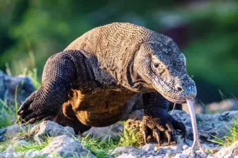 Menelusuri Keunikan Fauna Indonesia Timur Kekayaan Alam Sulawesi Dan Nusa Tenggara
