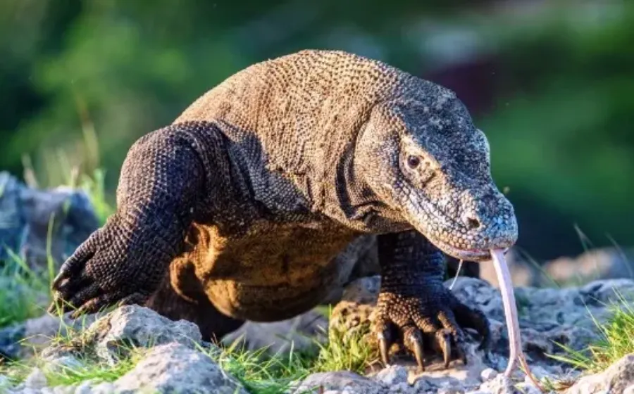 Menelusuri Keunikan Fauna Indonesia Timur Kekayaan Alam Sulawesi Dan Nusa Tenggara